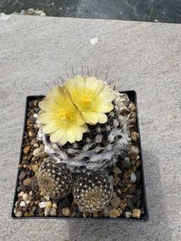 Copiapoa hypogaea